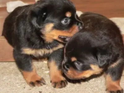 Cuccioli di Rottweiler