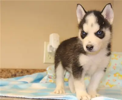 Superbe Husky Siberian
