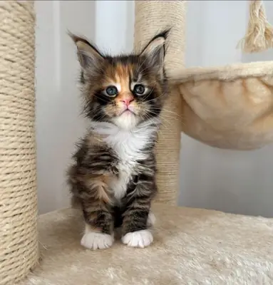 Cute Gatito Bengalí