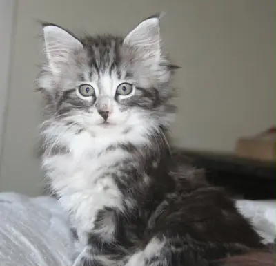 Cute Bengal Kitten