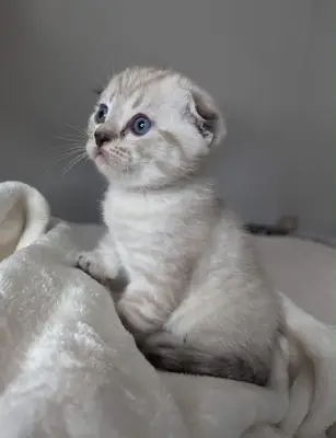 Chaton Scottish Fold