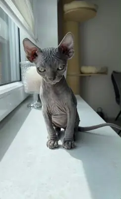 Chaton Sphynx