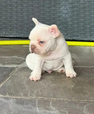 Beaux chiots bulldog français pie blanc