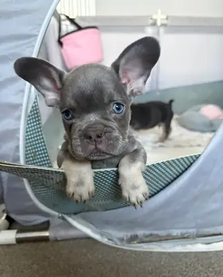 French Bulldog Puppies for Sale