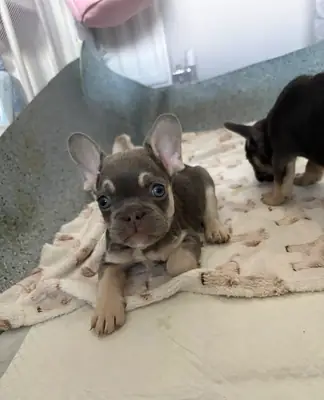 Beautiful French Bulldogs Available