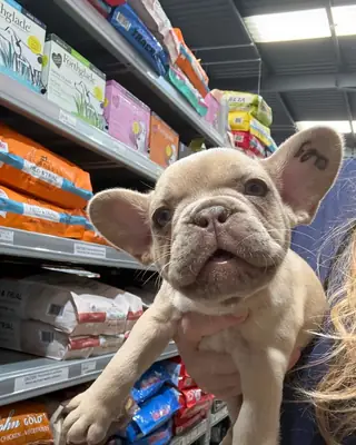Adorable French Bulldog Puppies