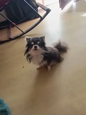 绝育雄性吉娃娃以食物交换