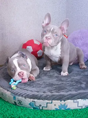 Очень компактный, микроразмерный американский буллпарн.