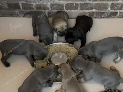 Cachorros de Cane Corso Email : jacobmatirns@gmail.com