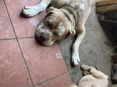 Mastiff yavruları şimdi hazır : jacobmatirns@gmail.com