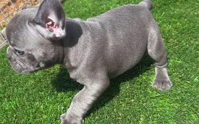 Well-socialized French Bulldogs