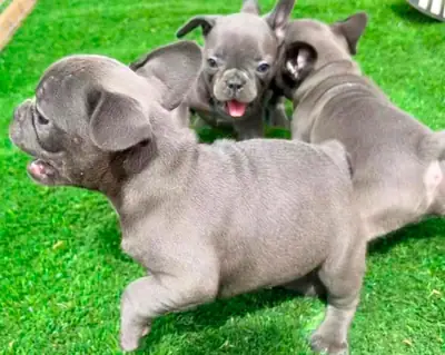 Well trained French Bulldog Pups
