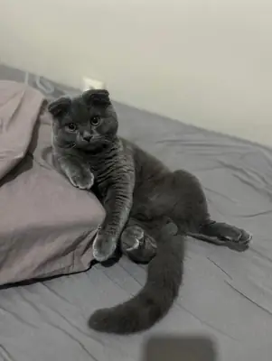 C'est un animal très intelligent, calme et magnifique. Elle a eu cinq petits l'an dernier ; j'aimerais en adopter un.