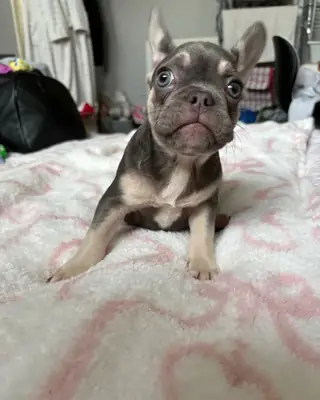 French Bulldog Puppy for Sale 