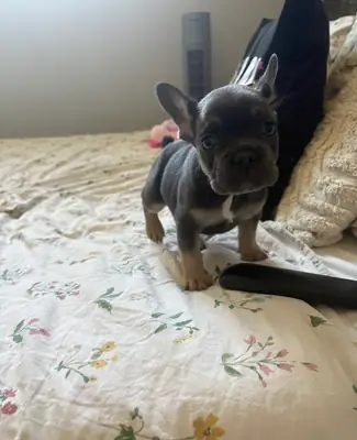 Amazing French Bulldog puppies