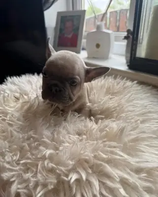 Chiot Bulldog Français inscrit AKC à vendre