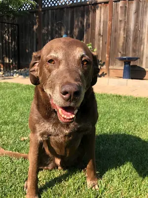 Evde büyümüş labrador için yeni yuva