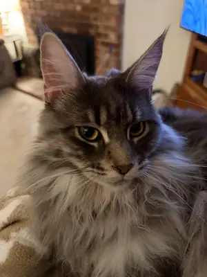 Maine coon kedi