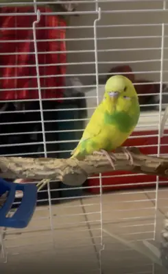 Perruche ondulée habituée à un environnement domestique