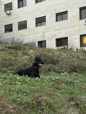 Doberman cherche un nouveau propriétaire