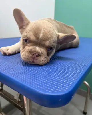 French Bulldogs For You