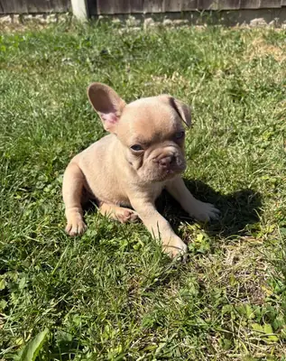Chiot Bulldog Français Disponible Pour Adoption