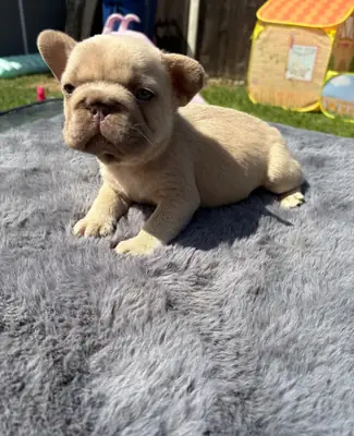 Bouledogue Français de 10 Semaines Pour Vous