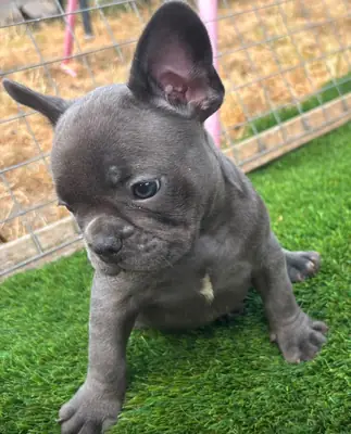 3 Chiots Bouledogue Français Incroyables Disponibles