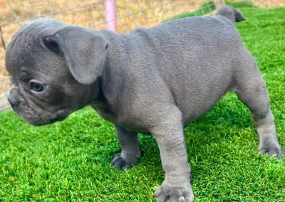 Chiots Bulldog Français Élevés à Domicile à Adopter