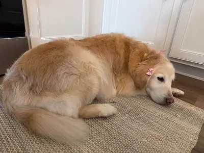 Golden için gerçekten ilgilenecek bir aile arıyoruz