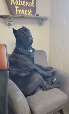 Cane Corso élevé en famille.