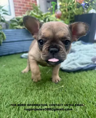 Absolutely GORGEOUS! French Bulldog Puppies