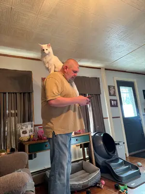 Large maine coon cat raised indoors