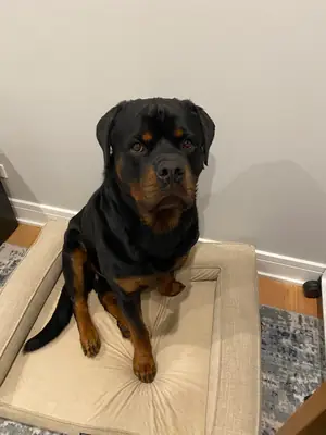 Rottweiler raised with daily routines