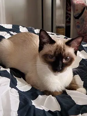 Siamese cat looking for a calmer home