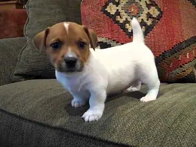 Adorabili cuccioli di Jack Russell