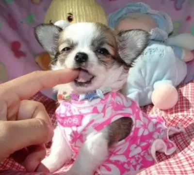 Cuccioli di Chihuahua in adozione