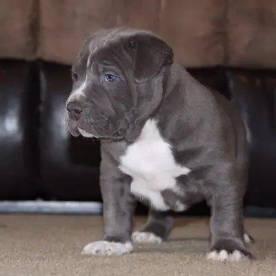 Bellissimi cuccioli di American Pitbull