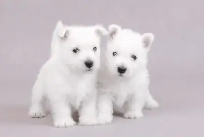 Adorabili cuccioli di Westie registrati