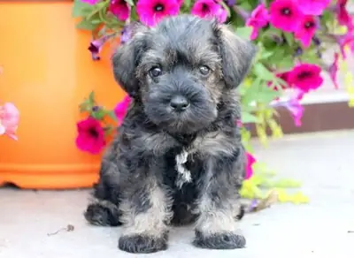 Cuccioli di Schnauzer Nano