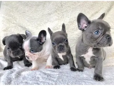 可爱的法国斗牛犬小狗