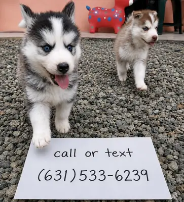 Cachorro de Husky Siberiano macho y hembra en venta