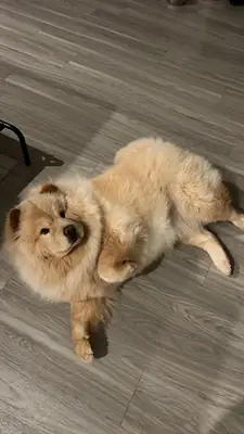 We are looking for a quiet home for a Chow Chow.