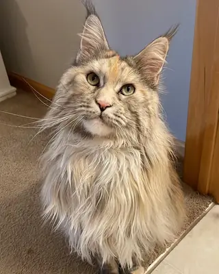 Large maine coon cat looking for a calm home