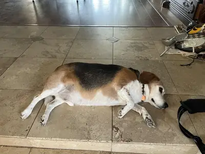 Beagle that enjoys long walks