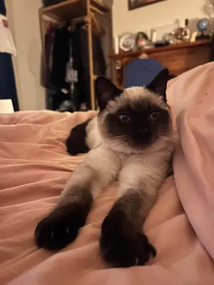 Siamese cat used to apartment life