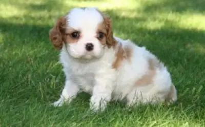 Cuccioli di Cavalier King Charles Spaniel in adozione