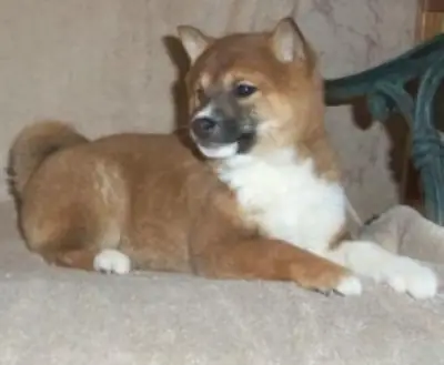 Adorabili cuccioli di Shiba Inu registrati