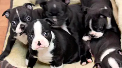 Cuccioli di Boston Terrier