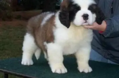 Cuccioli di San Bernardo